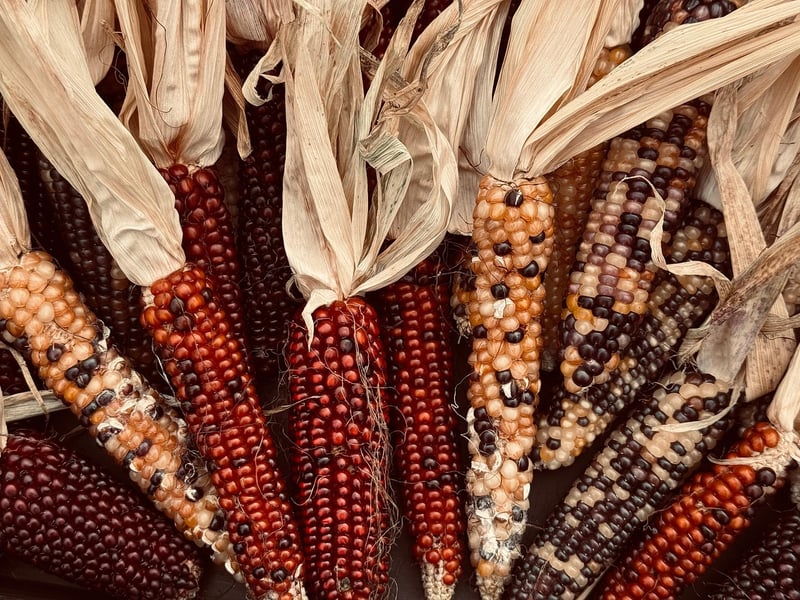 Fall Harvest Feasts